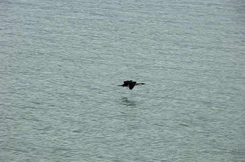 20071217 131056 D2X (225) 4200x2800.jpg - Birds in Flight, Laguna San Rafael